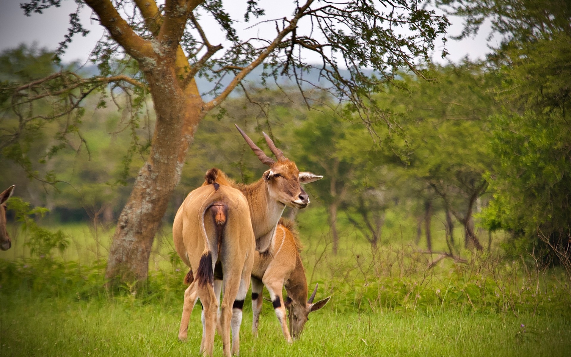 11 Days Uganda Safari tour 